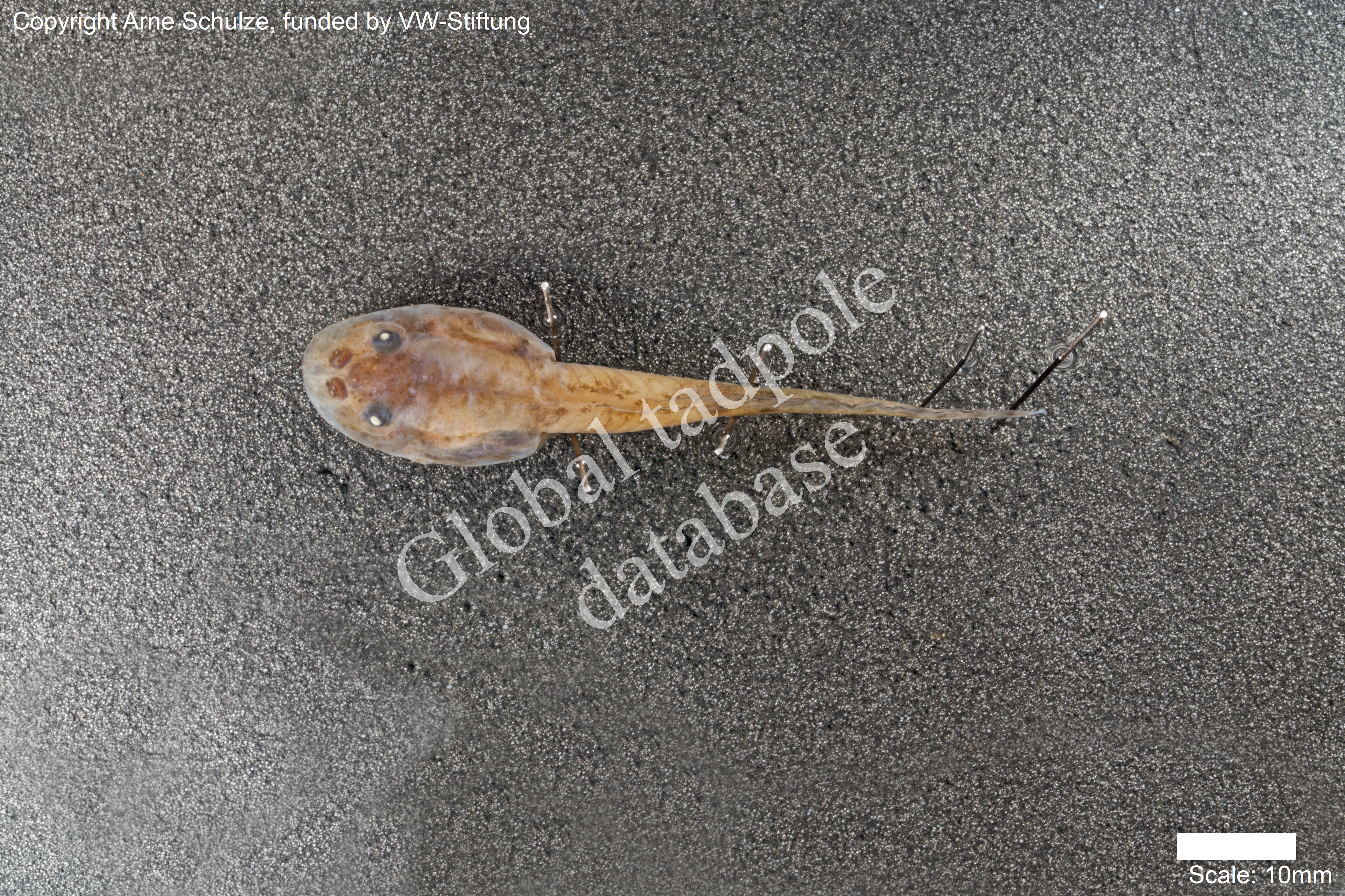 Sorry, no picture available